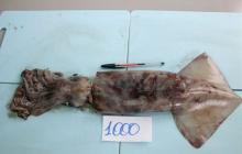 Giant Squid  Whole   Round 
