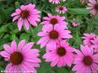 Echinacea Herb