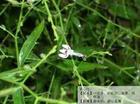 Andrographis paniculata(Burm.f.)Nees