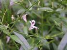 Andrographis paniculata Nees