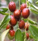 jujube P.E
