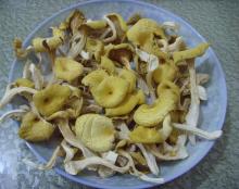 Dried Chanterelle (Class A)