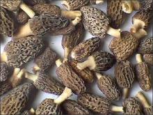  Dried   Morel 