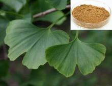 Ginkgo Biloba Leaves Extracts