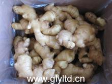  Chinese   Fresh   Ginger 