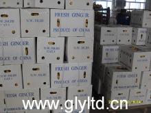 Supply new crop fresh ginger