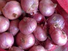 big size red onion for sale