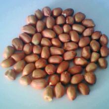 peanut kernels 40/50