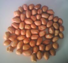  round   type  peanut kernels 40/50