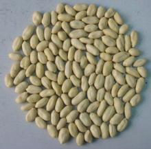 blanched peanut 29/33