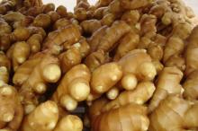 bulk fresh ginger