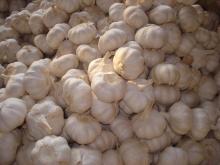 bulk white garlic for sale