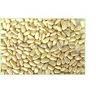 pine nut kernels
