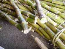 Sugar cane juice concentrate