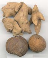 Galla Chinensis PE