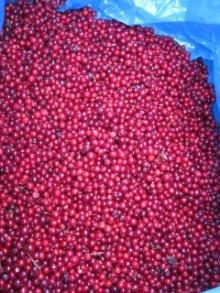  IQF   Lingonberry 