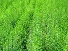 Sweet Wormwood Herb extract