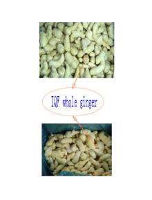 IQF  whole   peeled   ginger 