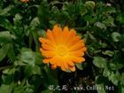 lutein plant