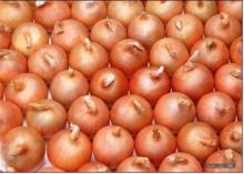 onion