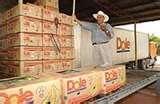FRESH GREEN DOLE BRAND CAVENDISH BANANAS AVAILABLE