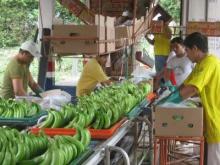 FRESH SWEET DARK GREEN BEST PREMUIM GRADE A CAVENDISH BANANAS