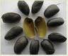  Griffonia  Seed  Extract  powder