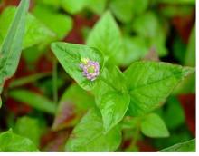 agopyrum Tataricum Extract