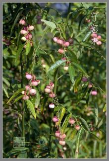 Lepidium meyenii Extract
