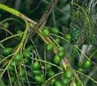  Saw   Palmetto   extract  powder