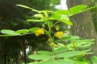 Cassia Seed Extract powder