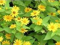  Dioscorea  Nipponica Extract powder