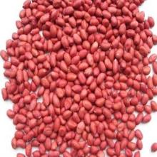 red skin peanut kernel