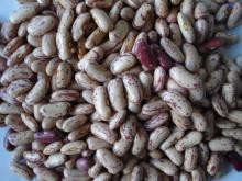 light speckled kidney bean