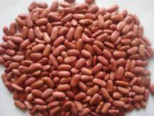  light   red   kidney   bean 
