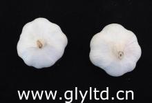 Fresh Garlic 2012