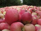 Chinese fresh apples