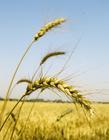 Hordeum vulgare Extract