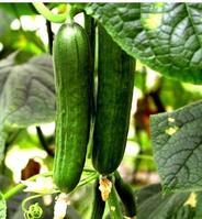  Cucumber   Extract 