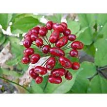 Panax Ginseng Berry Extract
