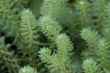 Undaria Pinnatifida  extract 