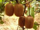  Kiwi   Fruit   Extract 