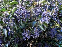 Glossy privet fruit extract.