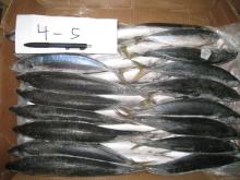 Round scad bait