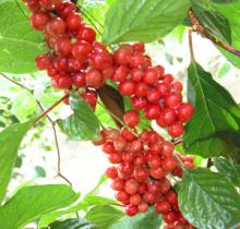 Schisandra fruit P.E