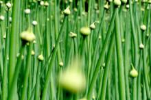  Onion   Extract 