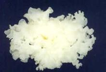 tremella fuciformis extract