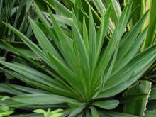 Yucca Extract
