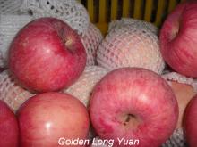  Fresh   Qinguan   apple 