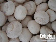 Frozen Champignon